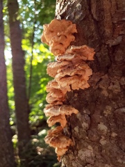 Cerrena zonata