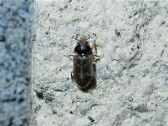 Heterocerus novaeselandiae