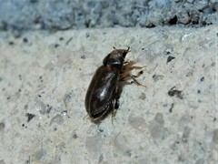 Heterocerus novaeselandiae