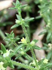 Galium hirtum