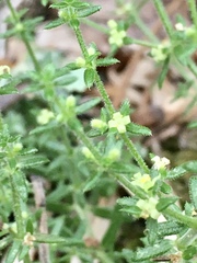 Galium hirtum