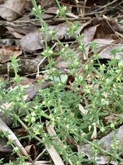 Galium hirtum
