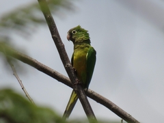 Eupsittula cactorum