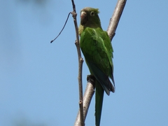 Eupsittula cactorum