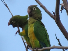 Eupsittula cactorum