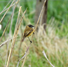 Polystictus pectoralis