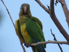 Eupsittula cactorum