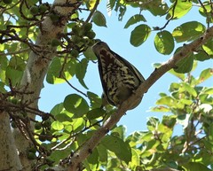 Treron australis