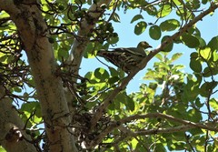 Treron australis