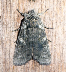 Lithophane laticinerea