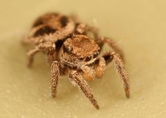 Habronattus festus