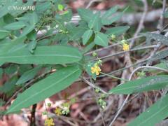 Oxalis sepium
