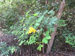 Senna pilifera