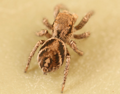 Habronattus festus