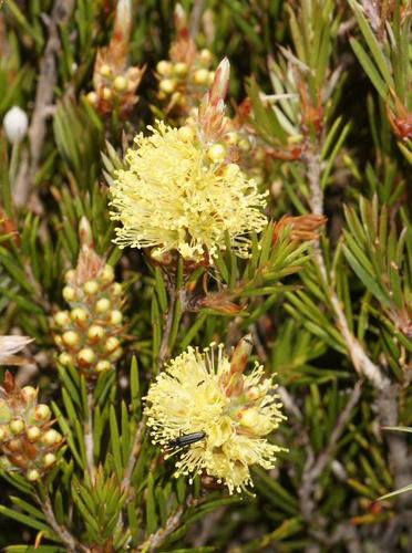 Callistemon pityoides · iNaturalist