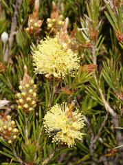Melaleuca pityoides