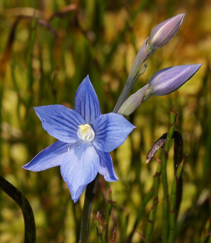 Swamp Sun Orchid