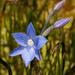 Swamp Sun Orchid - Photo (c) Reiner Richter, some rights reserved (CC BY-NC)