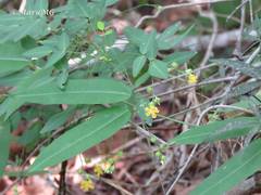 Oxalis sepium