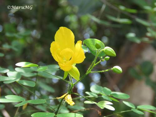 Senna pilifera (Senna pilifera)