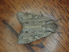 Ichneutica averilla