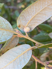 Disholandricus lasius
