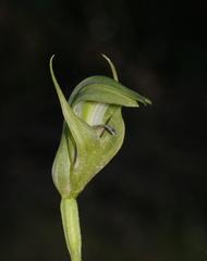 Pterostylis monticola