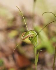 Pterostylis decurva