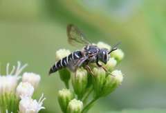 Synocoelioxys