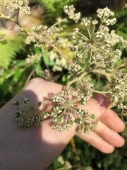 Astrotricha floccosa