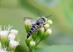 Synocoelioxys