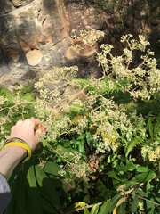 Astrotricha floccosa