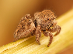 Habronattus festus