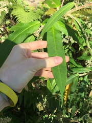 Astrotricha floccosa