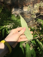 Astrotricha floccosa