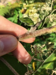 Astrotricha floccosa