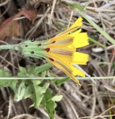 Hypochaeris neopinnatifida