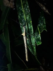 Pseudophasma bispinosum