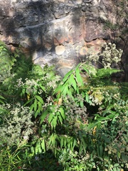 Astrotricha floccosa