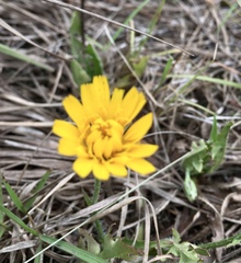 Hypochaeris neopinnatifida