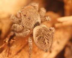 Habronattus festus