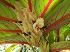 Columnea albiflora