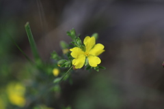 Hibbertia australis