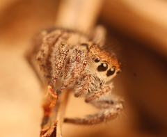 Habronattus festus