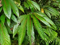 Columnea albiflora