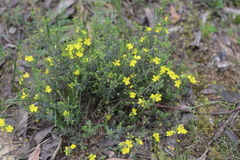 Hibbertia australis