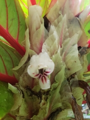 Columnea albiflora