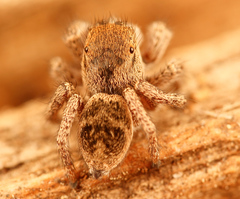Habronattus festus