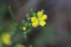 Hibbertia australis
