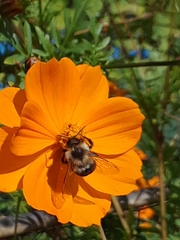 Bombus impatiens